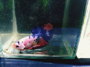 Fish swimming in aquarium