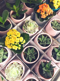 High angle view of potted plants