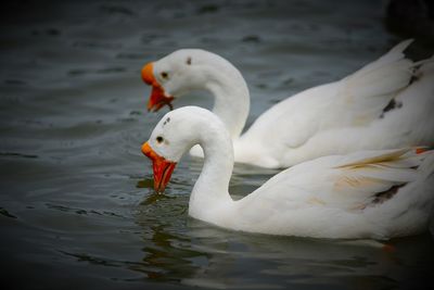 Close-up of swan in lake