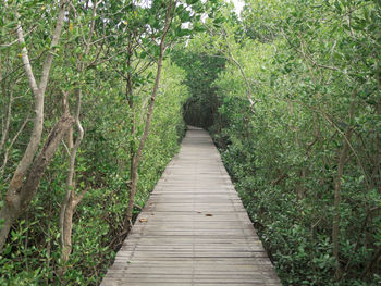 Boardwalk amidst trees in forest