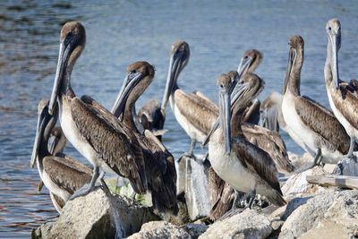 Flock of pelicans on beach