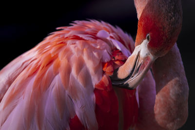 Pink flamingo cleaning plumage