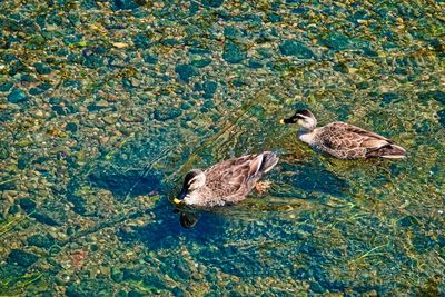 High angle view of mallard ducks swimming in lake