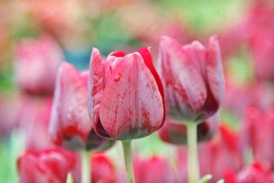 Close-up of pink flowers