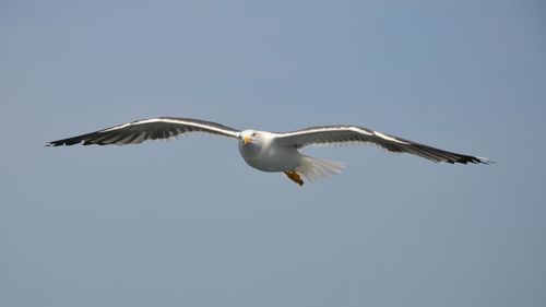 Low angle view of seagull flying