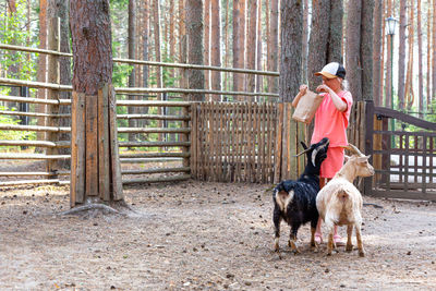 A 10-11 year old child feeds two goats from a paper bag at a zoo or farm. animals in the petting zoo