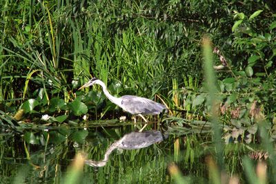 Heron perching in a lake