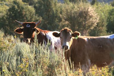 Cows standing on field