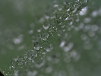 Close-up of raindrops on leaf