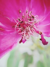 Close-up of pink flower blooming outdoors