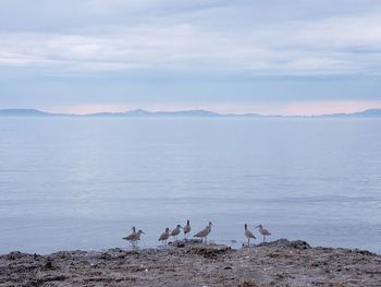 View of birds on beach against sky