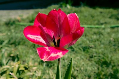 Close-up of pink flower