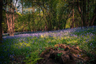 Scenic view of flowering trees in forest