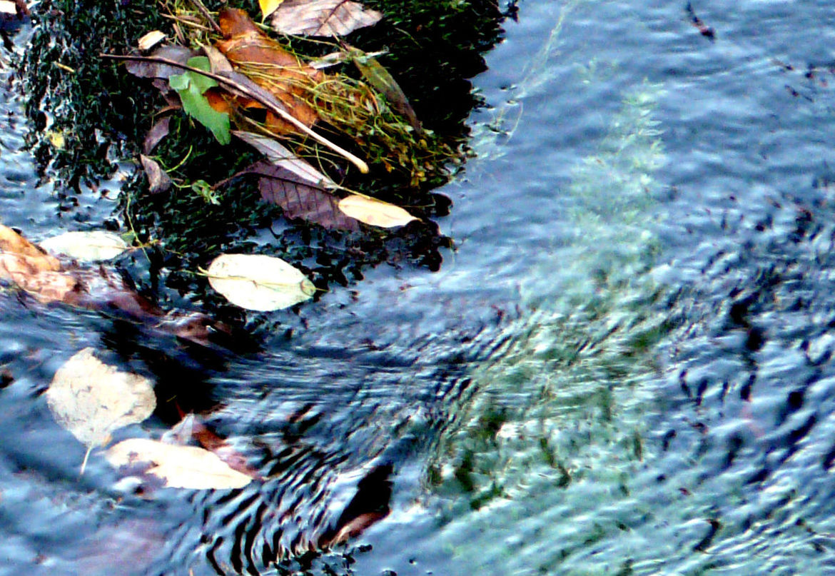 water, nature, tranquility, reflection, leaf, waterfront, beauty in nature, growth, rippled, high angle view, lake, day, outdoors, close-up, tree, no people, tranquil scene, wet, rock - object, plant