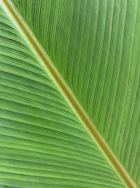 Full frame shot of palm leaf