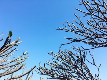 Low angle view of dead plant against blue sky