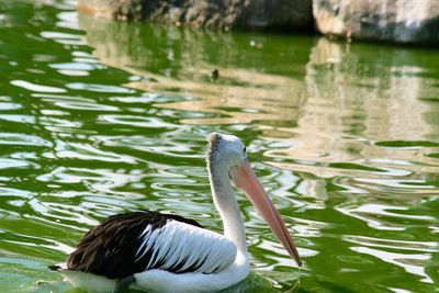 Duck swimming in lake