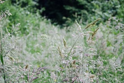 Close-up of plant