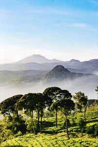 Scenic view of trees and mountains against sky