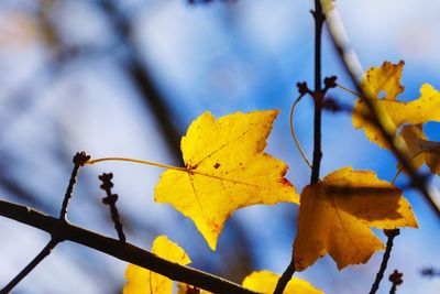 Close-up of yellow maple leaves