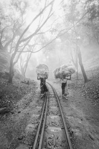 View of railway tracks along trees in foggy weather