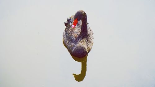 High angle view of duck swimming in lake