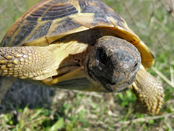 Close-up of turtle on field