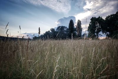 Scenic view of field against sky