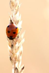 Close-up of ladybug on flower