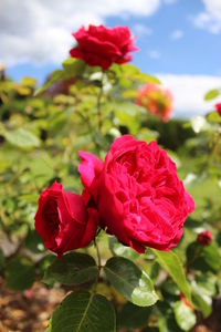 Close-up of pink rose blooming outdoors