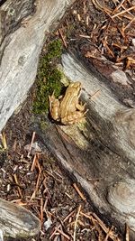 High angle view of lizard on tree trunk