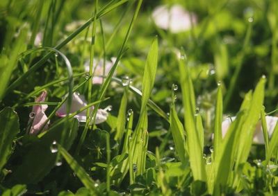 Close-up of grass growing on field