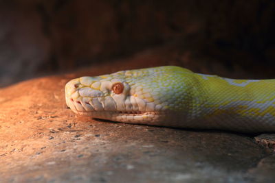 Close up albino boa's head