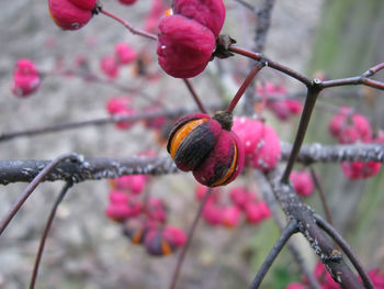 Close-up of berries growing on tree