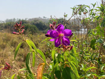 Close-up of pink flowering plant on field