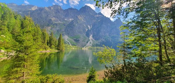Scenic view of lake amidst trees in forest