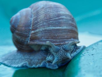 Close-up of snail