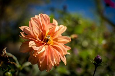 Close-up of orange flower