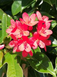 Close-up of pink flowers blooming outdoors