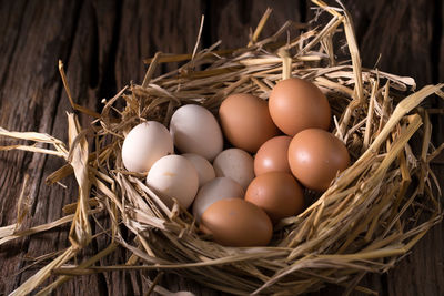 High angle view of eggs in nest