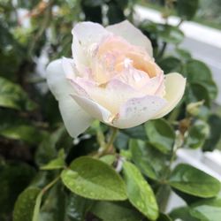 Close-up of rose flower