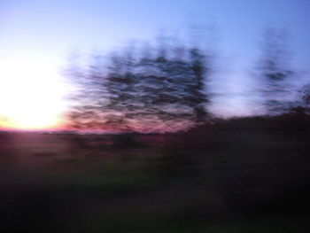 Silhouette of trees at sunset