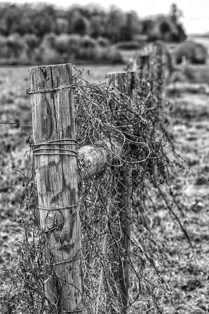 CLOSE-UP OF BARBED WIRE ON FIELD