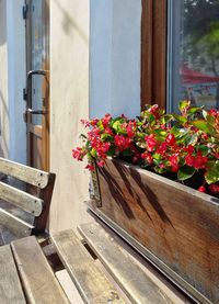 Close-up of potted plant by window