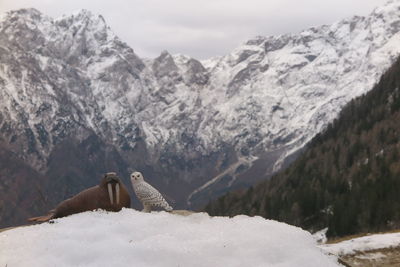 Scenic view of snowcapped mountains with toy walrus and owl in the foreground