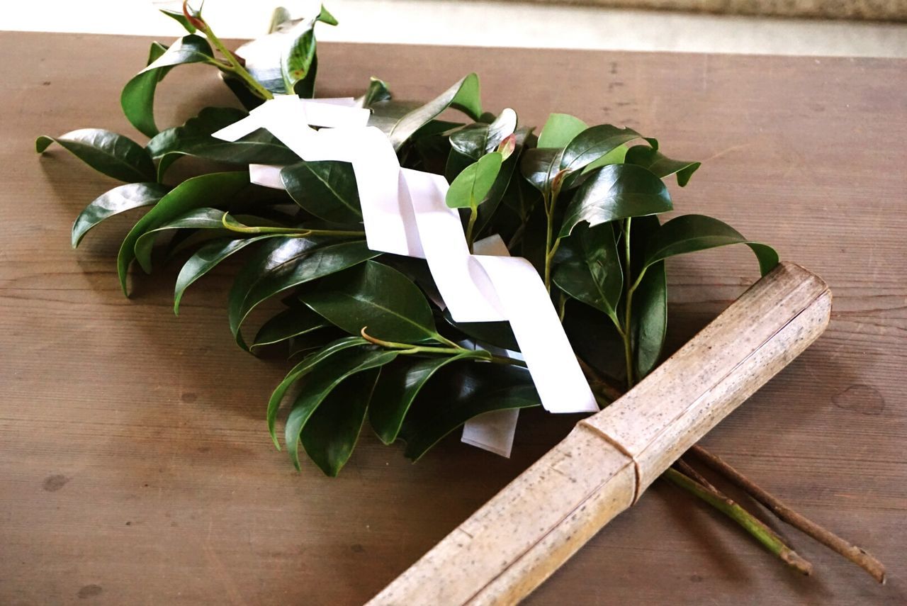 wood - material, table, wooden, leaf, indoors, green color, high angle view, plant, potted plant, wood, still life, close-up, growth, no people, arrangement, sunlight, day, plank, shadow, nature