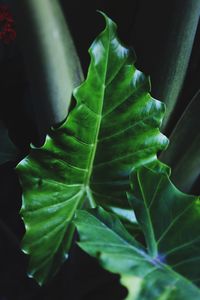 Close-up of green leaves