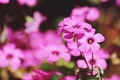 Close-up of pink flowers blooming outdoors