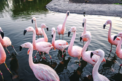 Birds in lake