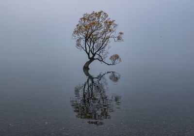 Bare tree by lake against sky